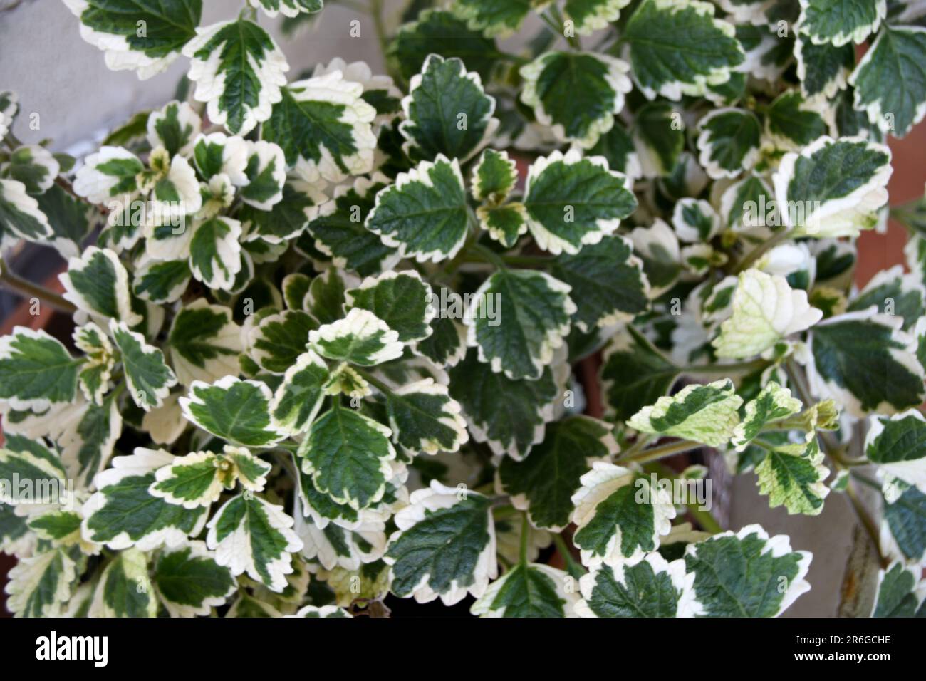 Background of leaves of Plectranthus Forsteri, or frankincense plant Stock Photo