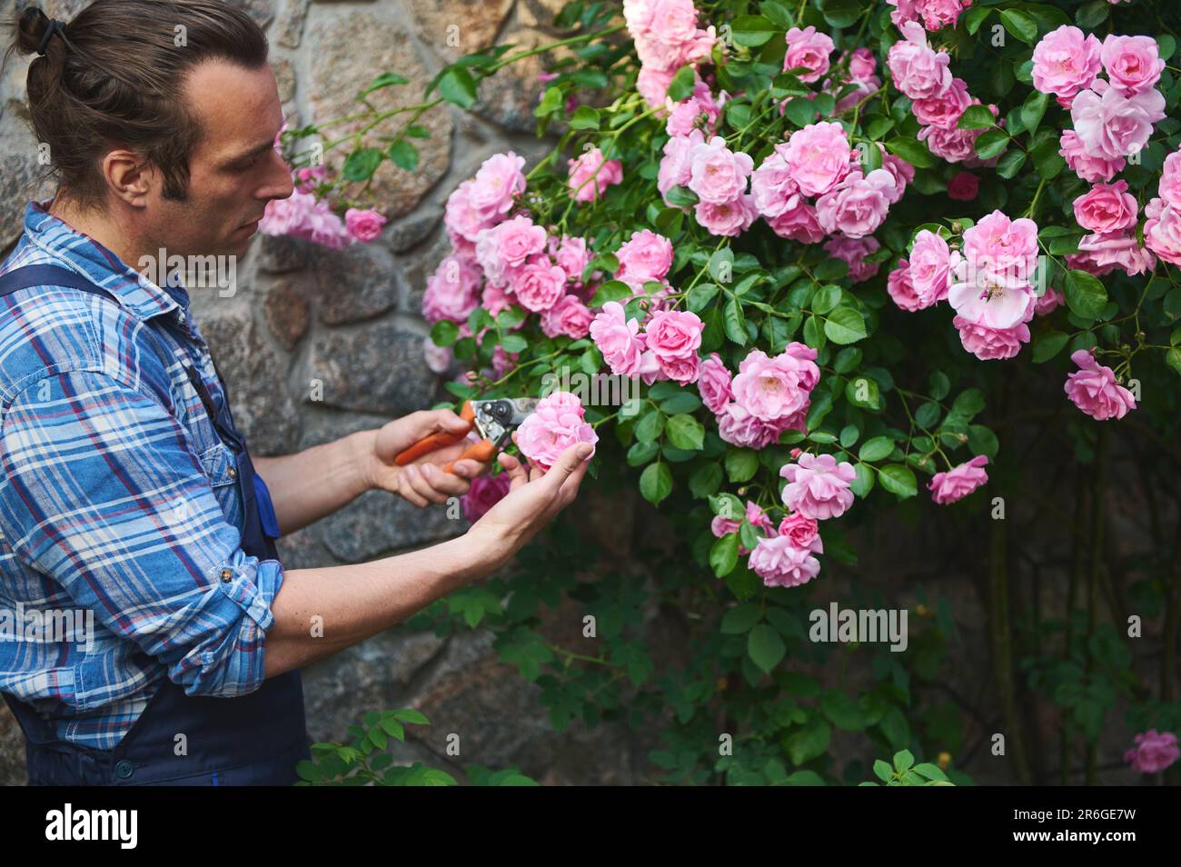 Handsome young male gardener cutting roses in a flowering bush using
