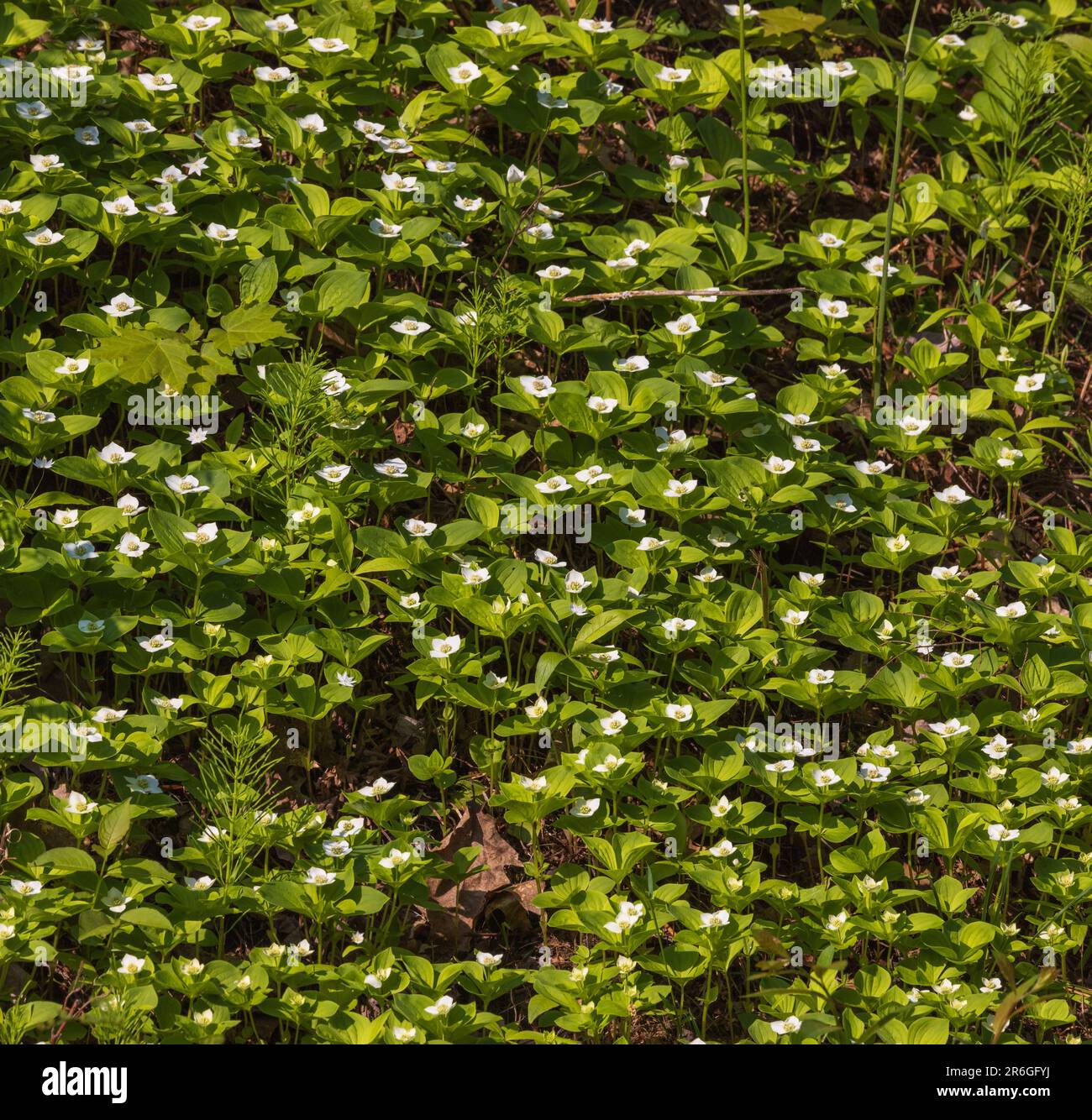 Bunchberry growing along the roadside in Clam Lake, Wisconsin. Stock Photo
