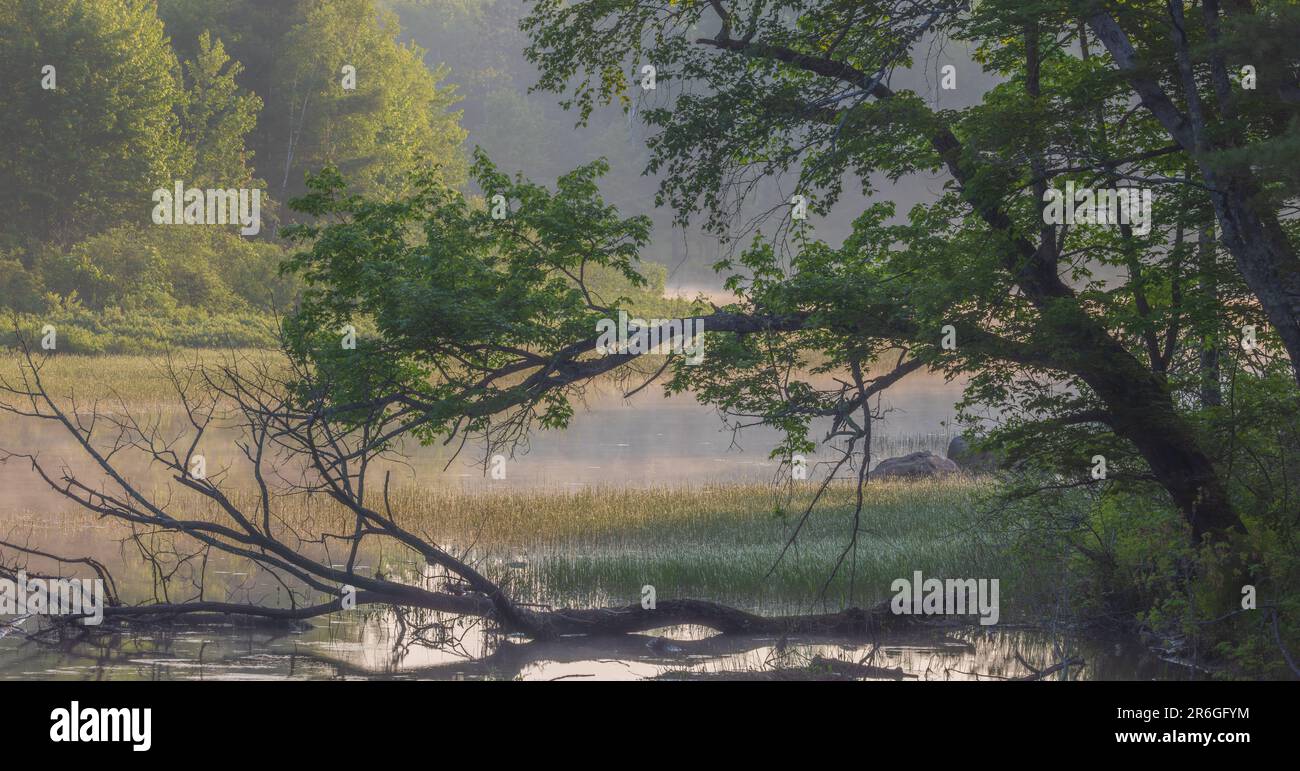 Morning mist rising on the west fork of the Chippewa River in northern Wisconsin. Stock Photo