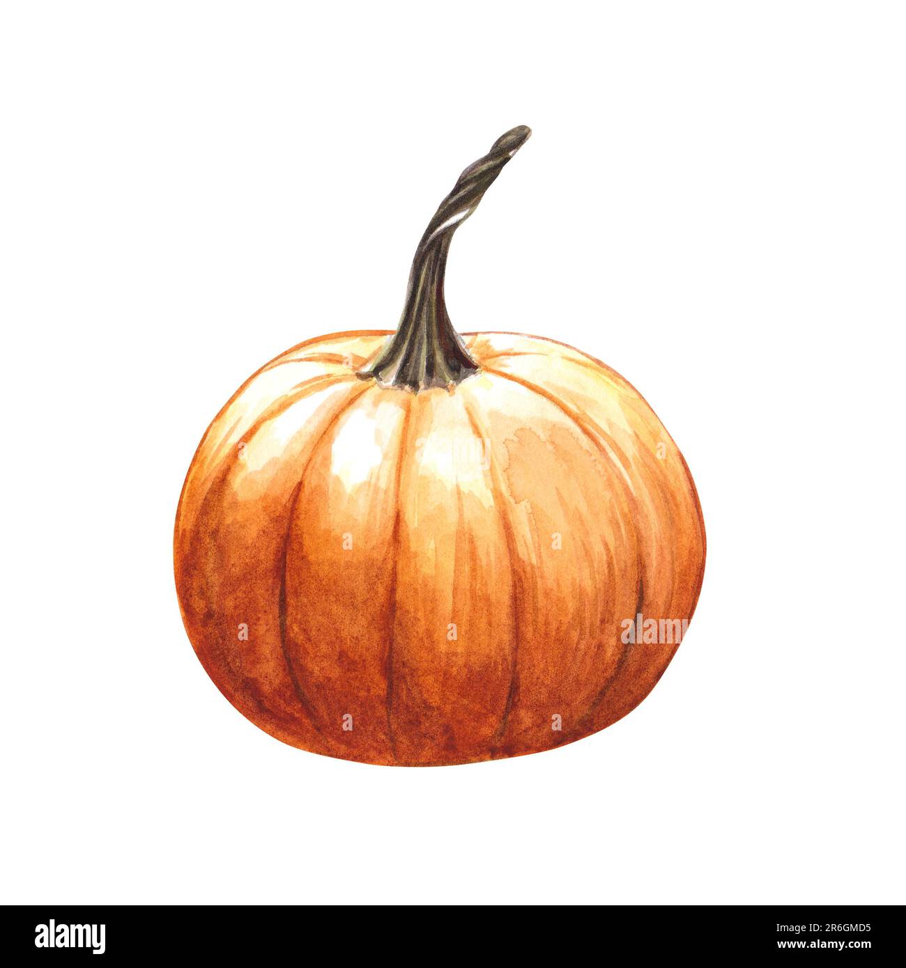 Pumpkin isolated on white background. Watercolor hand drawn ...