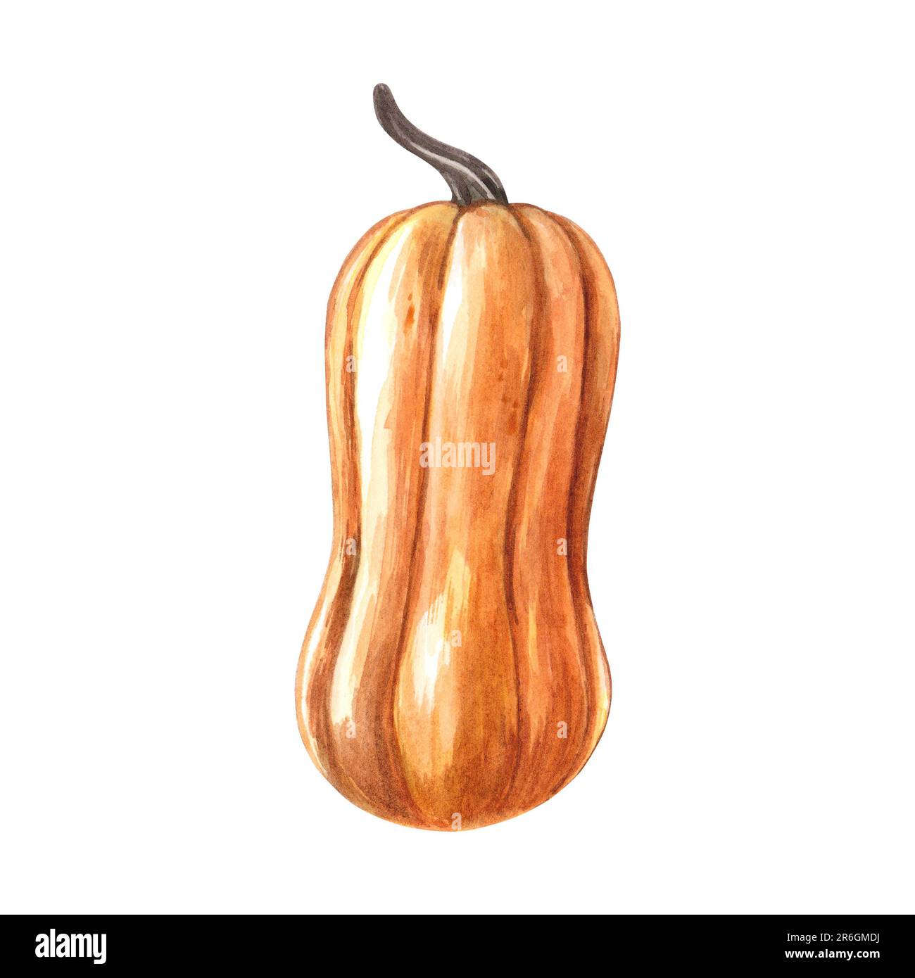 Pumpkin isolated on white background. Watercolor hand drawn ...