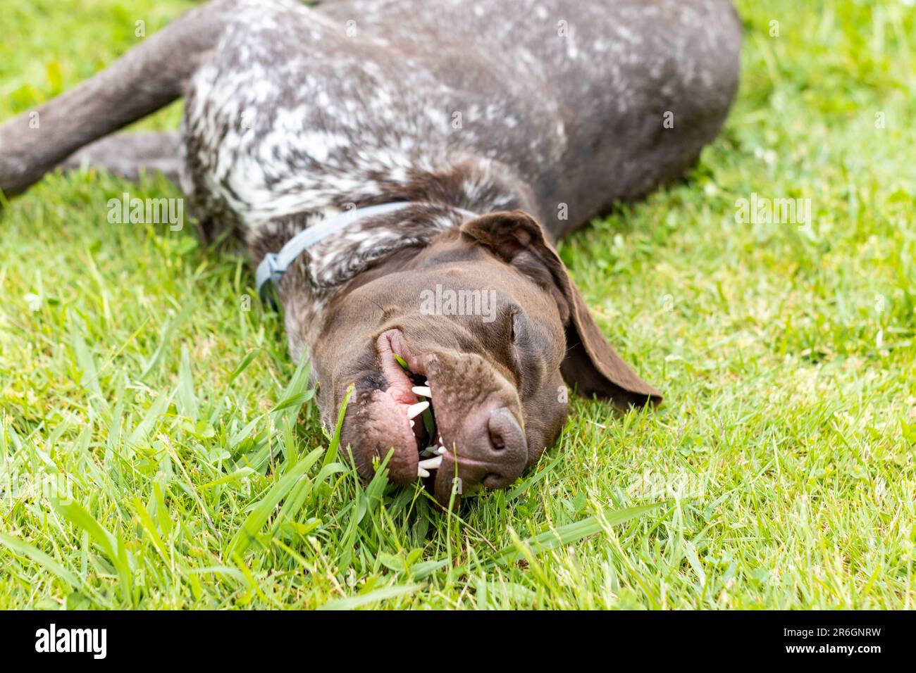 An image of a playful canine enjoying a snack of freshly cut grass ... - Dogs And Freshly Cut Grass Paranoia