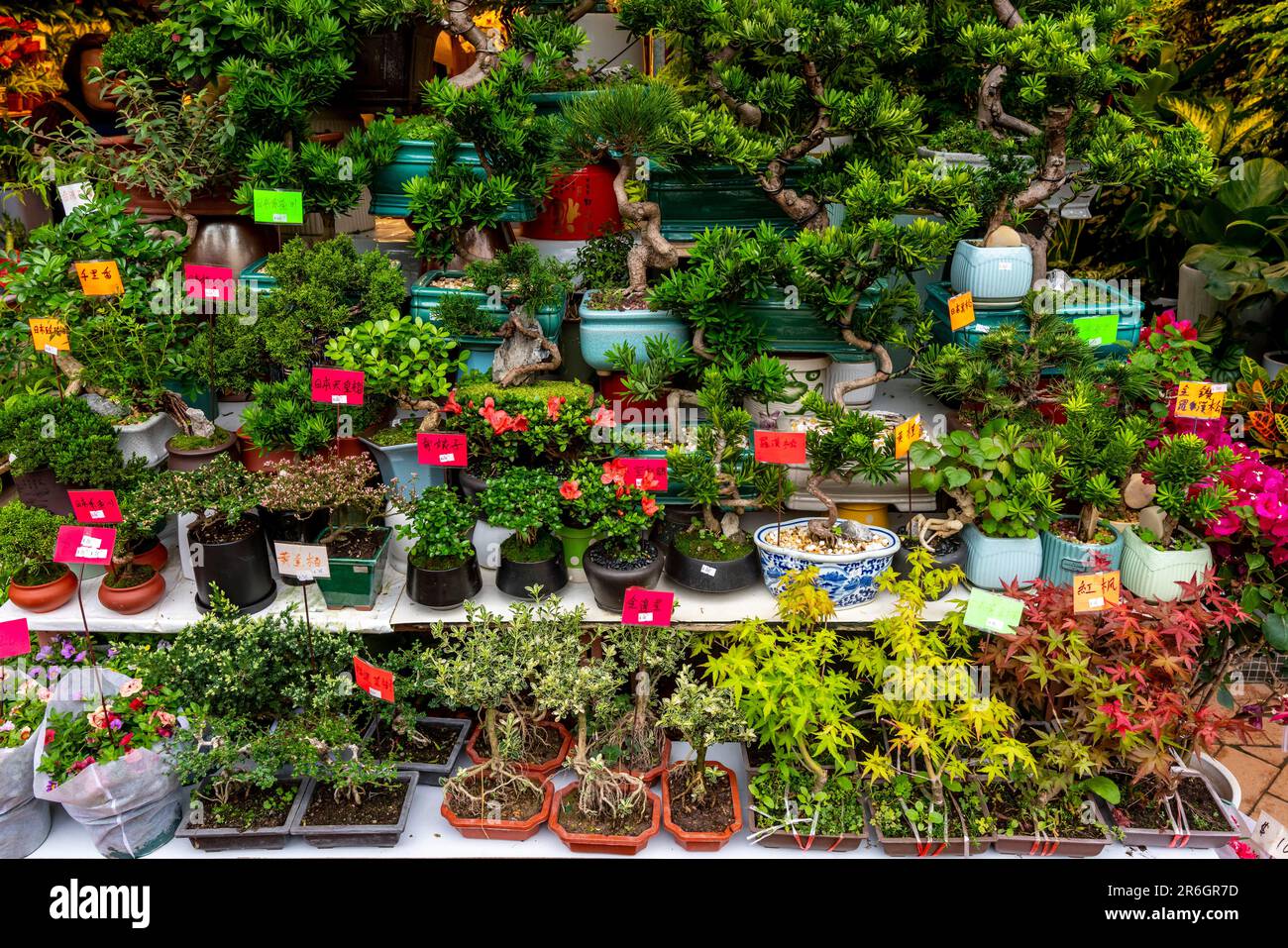 Plants and Flowers For Sale At A Shop In The Hong Kong Flower Market, Hong Kong, China Stock