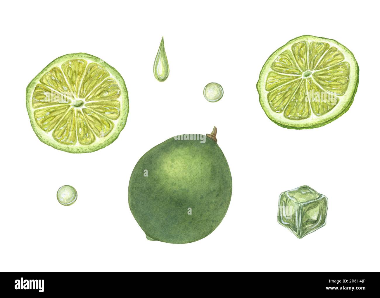 Watercolor set of slices and whole limes, drops, ice cube isolated on white background. Botanical illustration of mojito ingredients for menu, cocktai Stock Photo