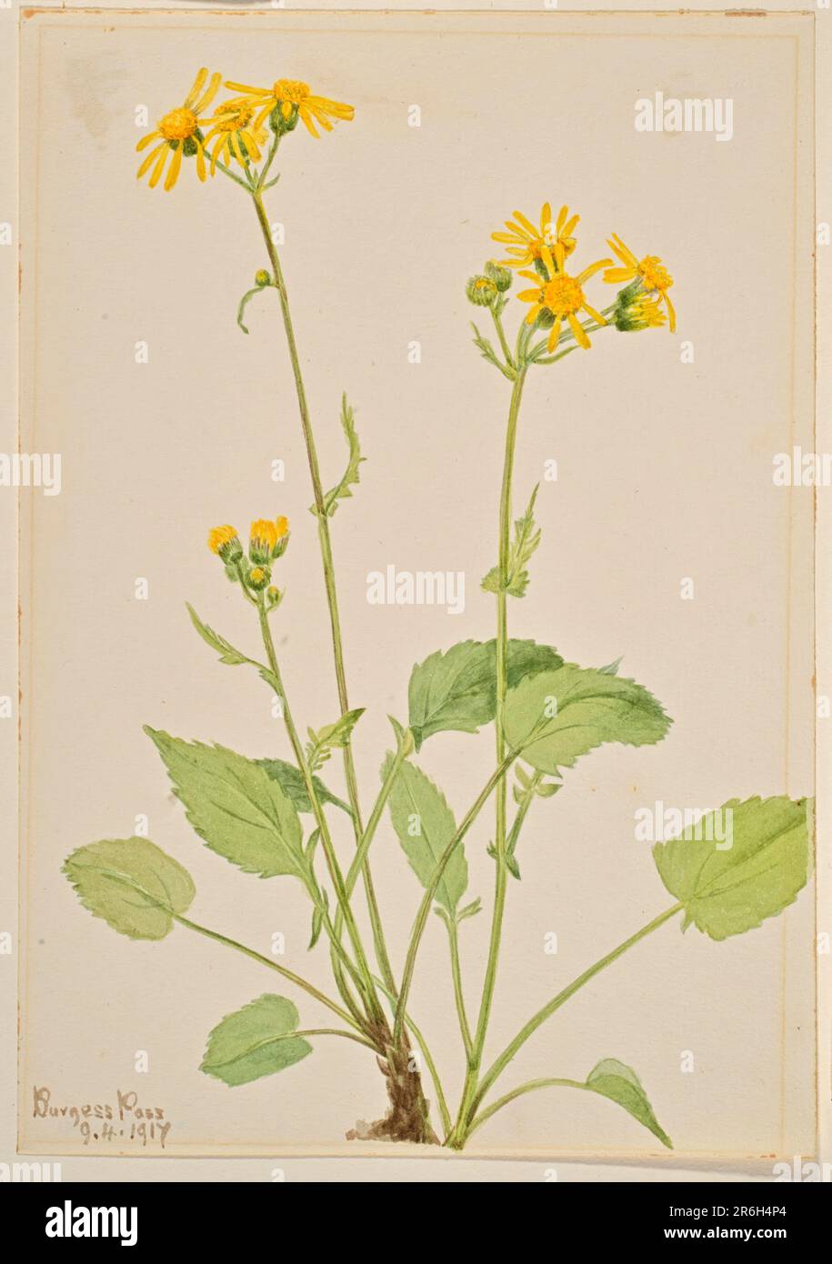 Ragwort (Senecio burkei). Date: 1917. Watercolor on paper. Museum: Smithsonian American Art Museum. Stock Photo