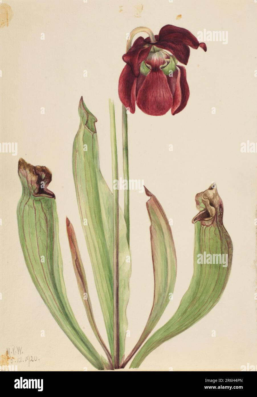 Hybrid Pitcherplant (Sarracenia rubra xs purpurea venosa). Date: 1920. Watercolor on paper. Museum: Smithsonian American Art Museum. Stock Photo