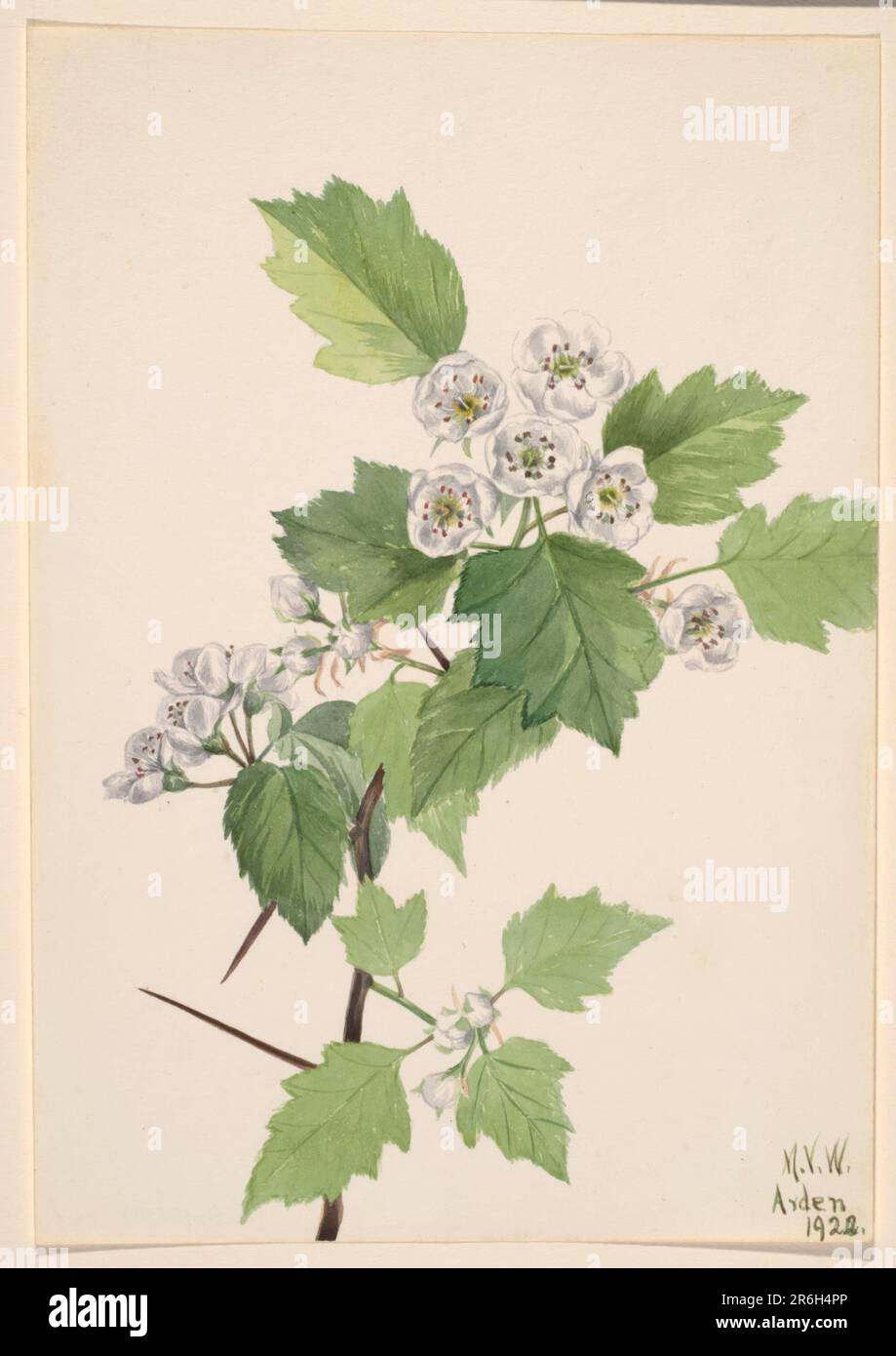 Thicket Hawthorn (Crataegus coccinea). Date: 1922. Watercolor on paper. Museum: Smithsonian American Art Museum. Stock Photo