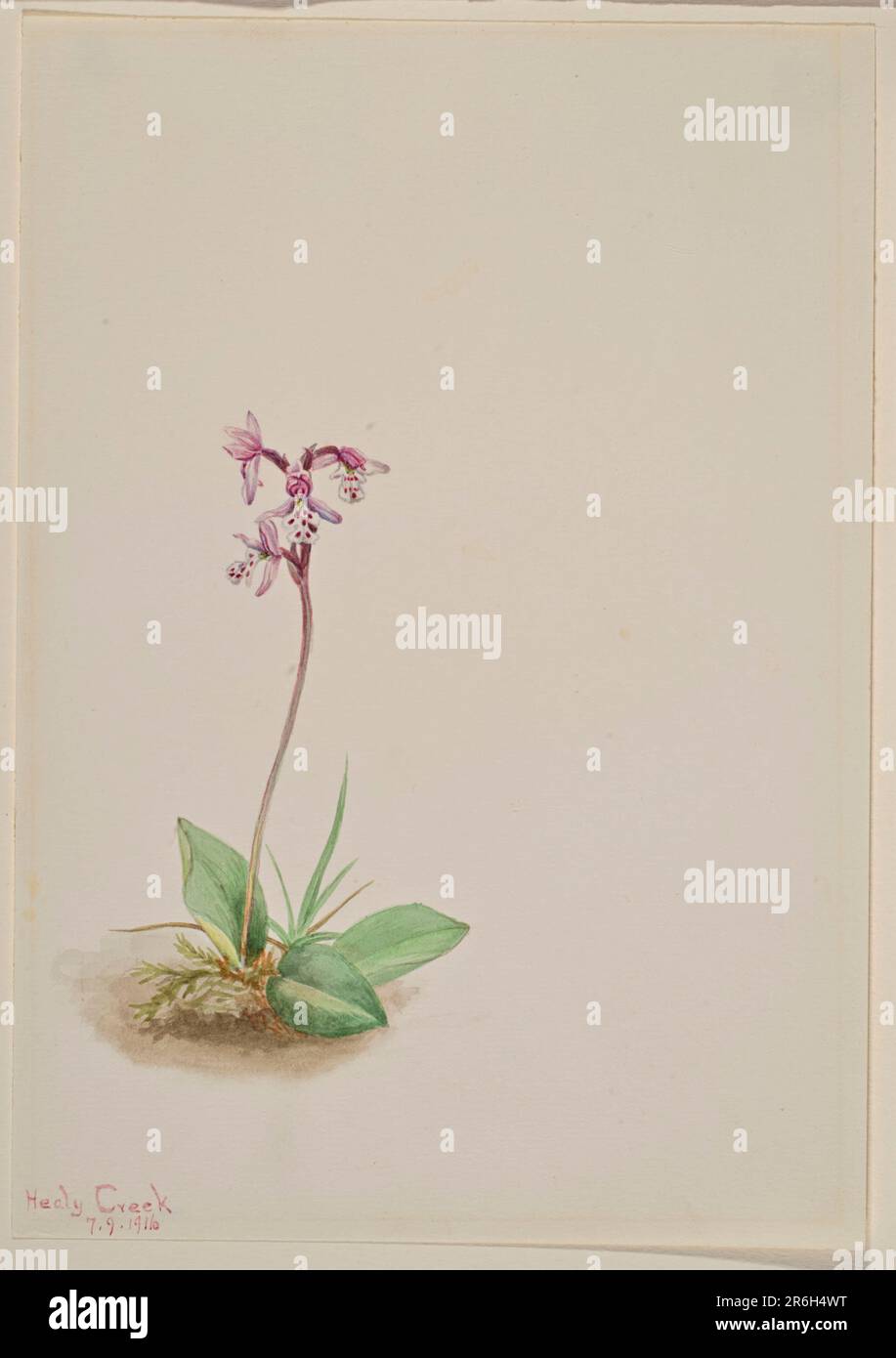 Orchis (Orchis rotundifolia). Date: 1916. Watercolor on paper. Museum: Smithsonian American Art Museum. Stock Photo