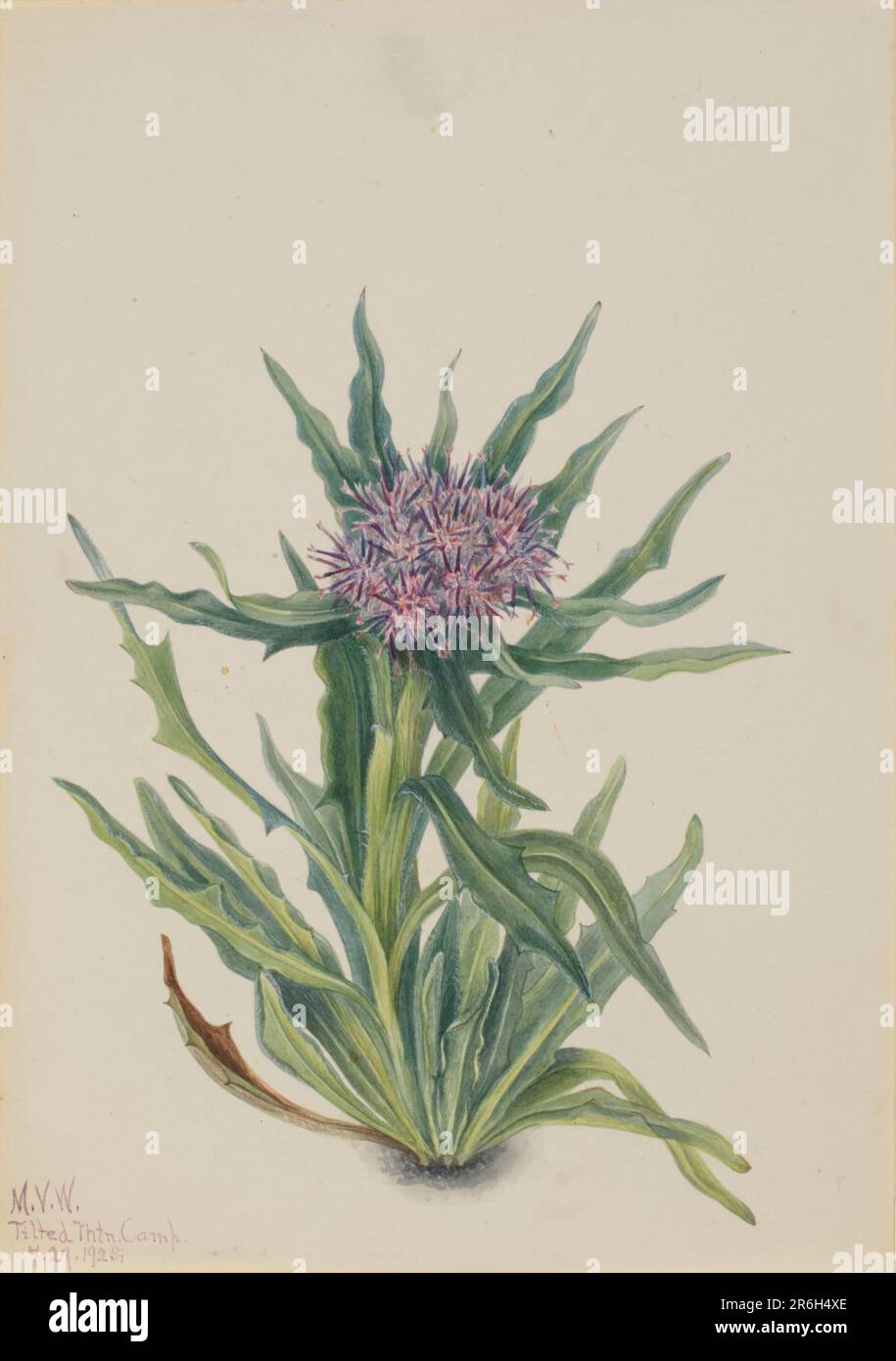 Saussurea (Saussurea densa). Watercolor on paper. Date: 1925. Museum: Smithsonian American Art Museum. Stock Photo