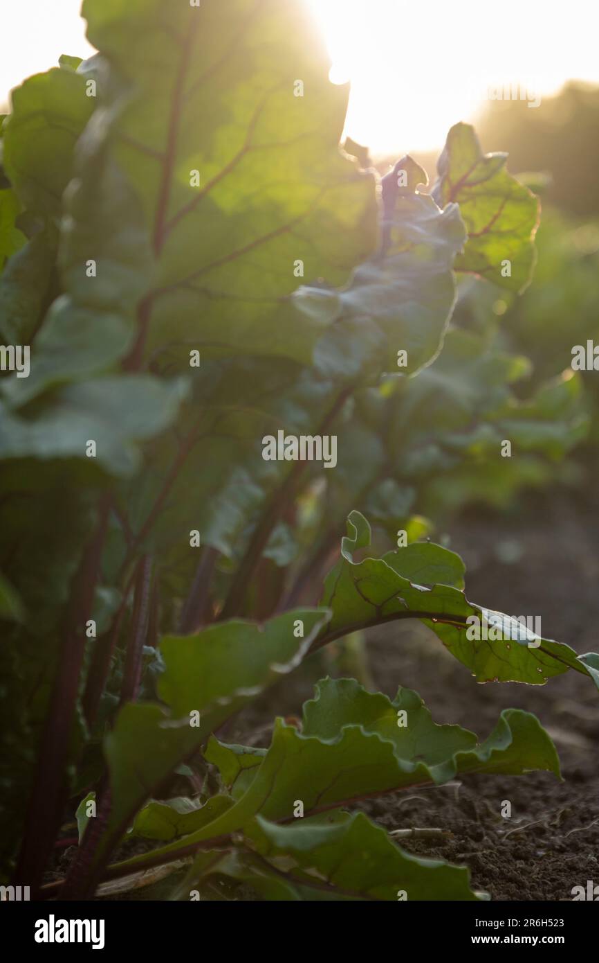 The beet plant grows in the soil Stock Photo