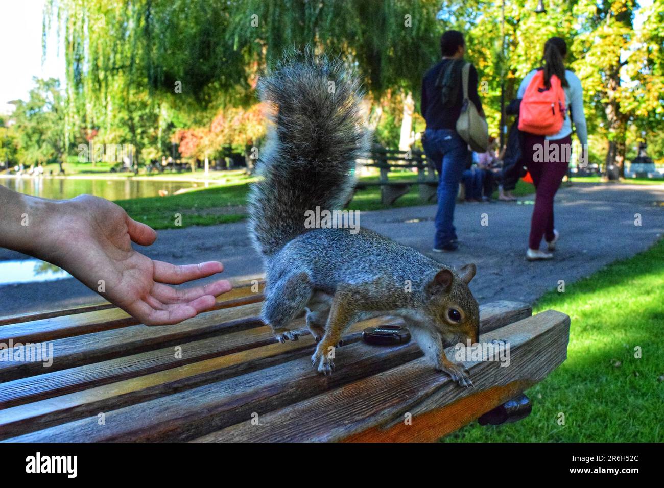 Experience the magic of human-animal interactions in the park as dogs and squirrels playfully engage with people. Joyful moments captured in a vibrant Stock Photo