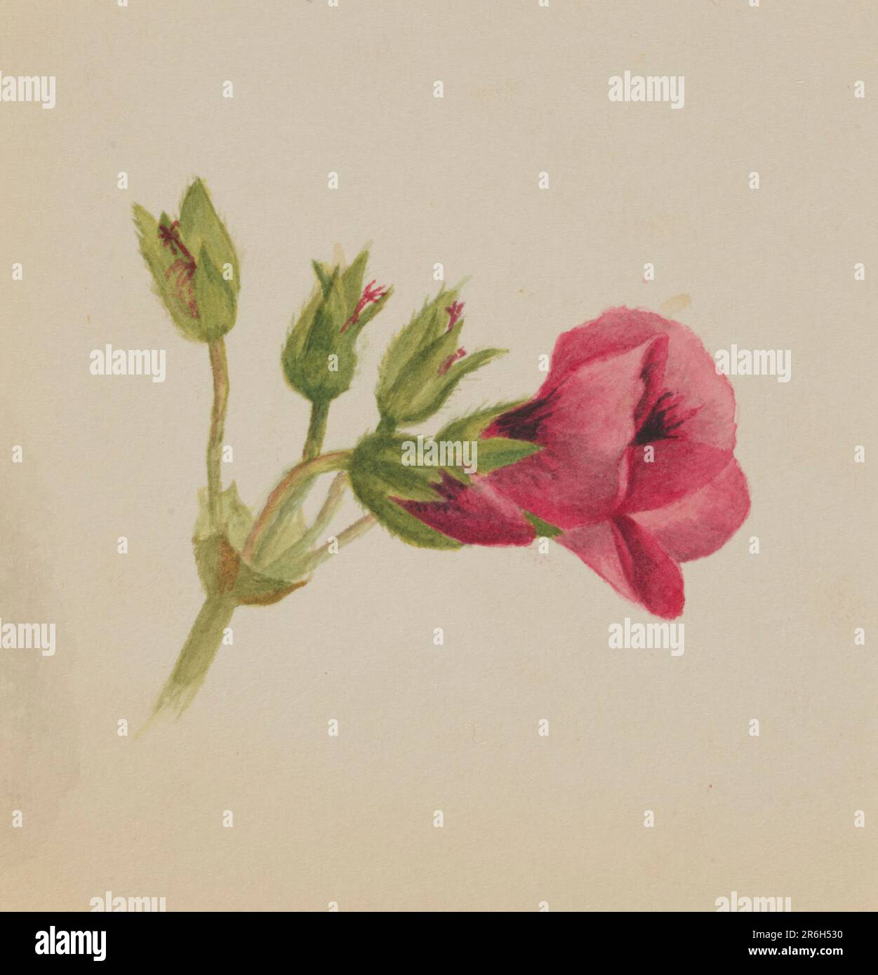 (Untitled--Flower Study). Date: ca. 1876. Watercolor on paper. Museum: Smithsonian American Art Museum. Stock Photo