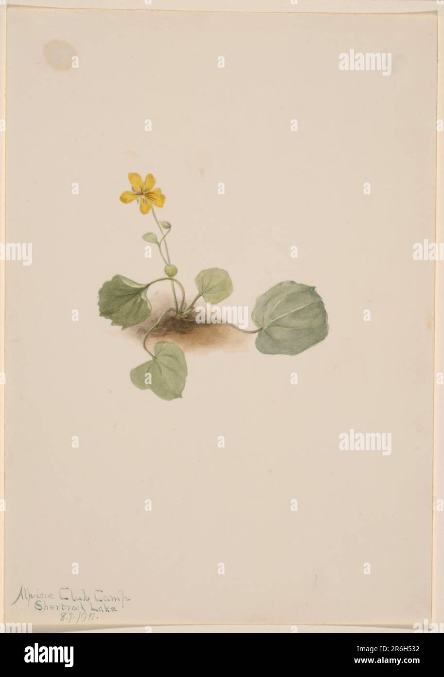 Viola orbiculata. Date: 1911. Watercolor on paper. Museum: Smithsonian American Art Museum. Stock Photo