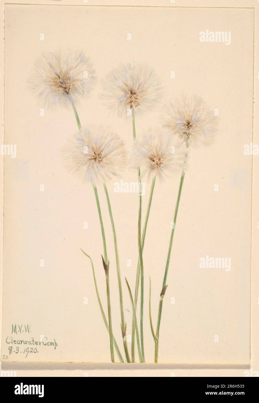 Slender Cotton-Grass (Eriophorum chamissonis). Date: 1920. Watercolor on paper. Museum: Smithsonian American Art Museum. Stock Photo
