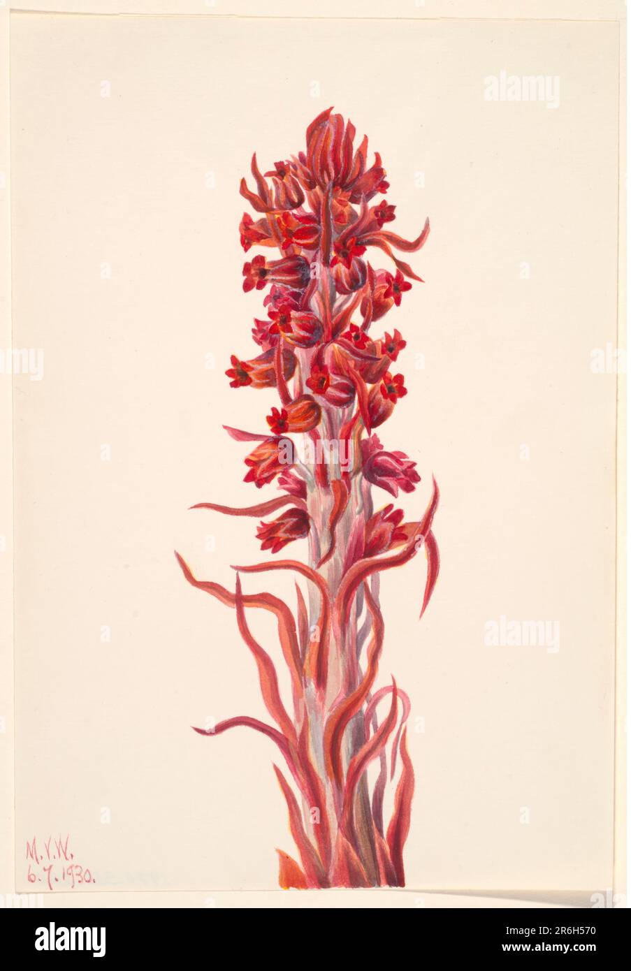 Snow Plant (Sarcodes sanguinea). Watercolor on paper. Date: 1930. Museum: Smithsonian American Art Museum. Stock Photo