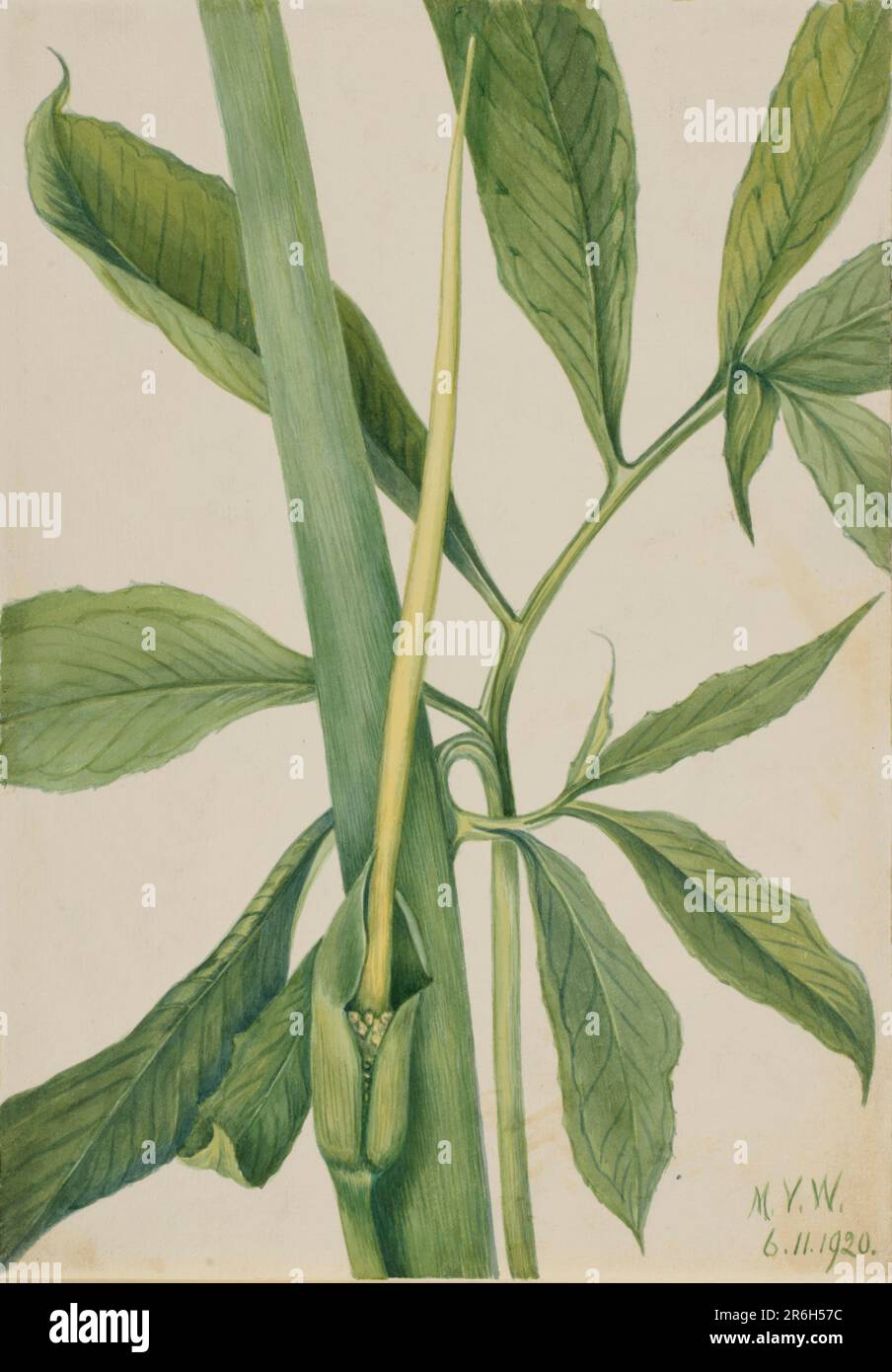 Greendragon (Arisaema dracontium). Date: 1920. Watercolor on paper. Museum: Smithsonian American Art Museum. Stock Photo