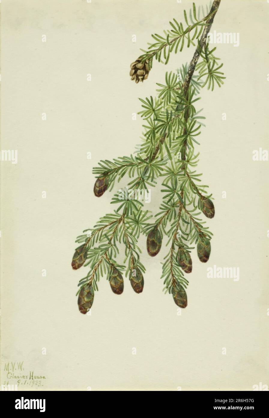 Western Hemlock (Tsuga heterophylla). Watercolor on paper. Date: 1923. Museum: Smithsonian American Art Museum. Stock Photo