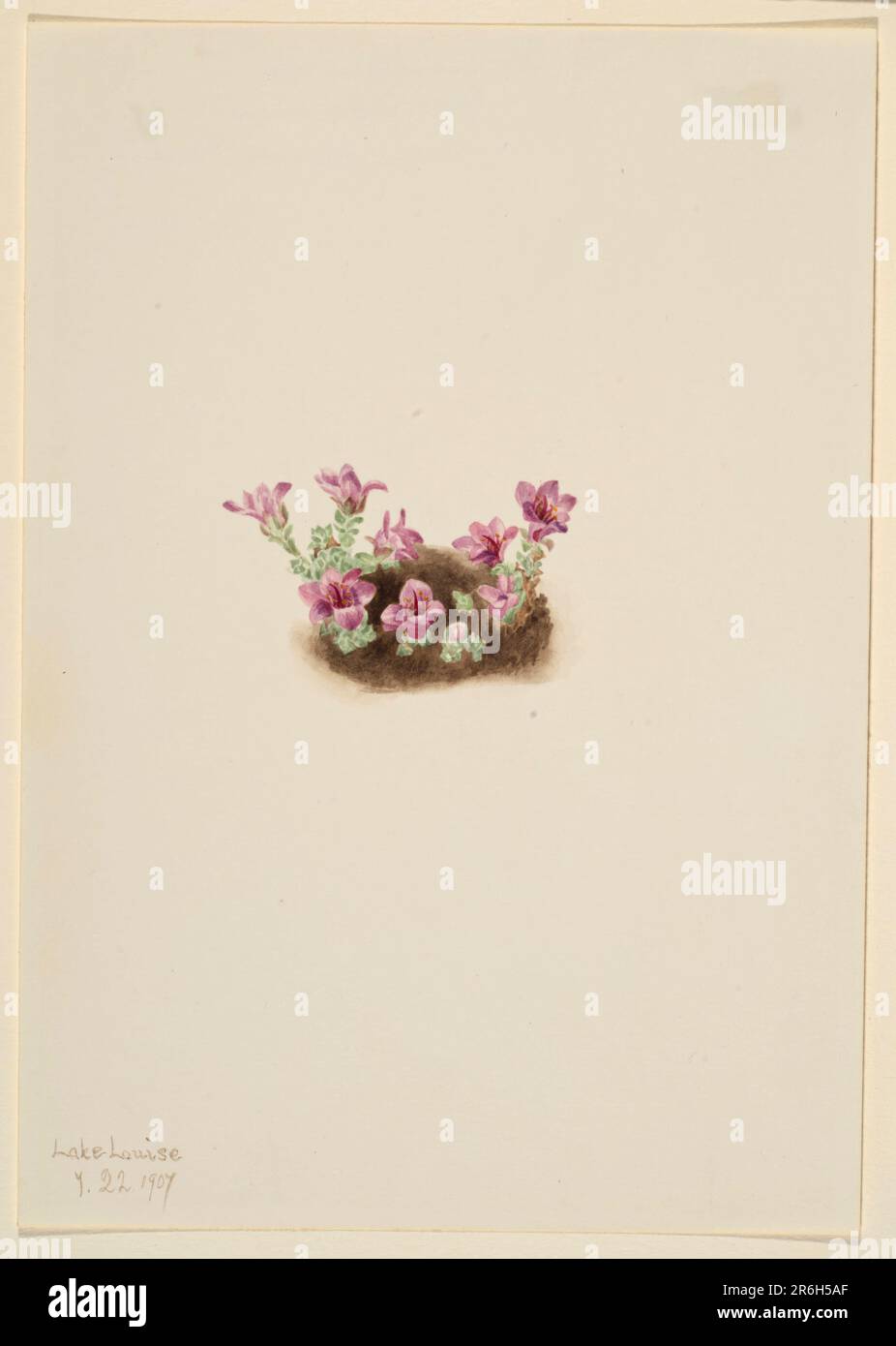 Purple Saxifrage (Saxifrage oppositifolia). Date: 1907. Watercolor on paper. Museum: Smithsonian American Art Museum. Stock Photo