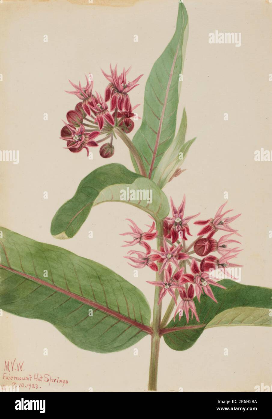 Showy Milkweed (Asclepias speciosa). Watercolor on paper. Date: 1923. Museum: Smithsonian American Art Museum. Stock Photo