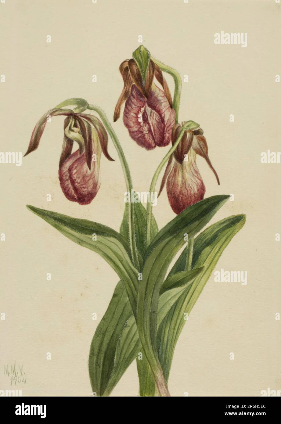 Moccasin Flower (Cypripedium acaule). Date: 1904. Watercolor on paper. Museum: Smithsonian American Art Museum. Stock Photo