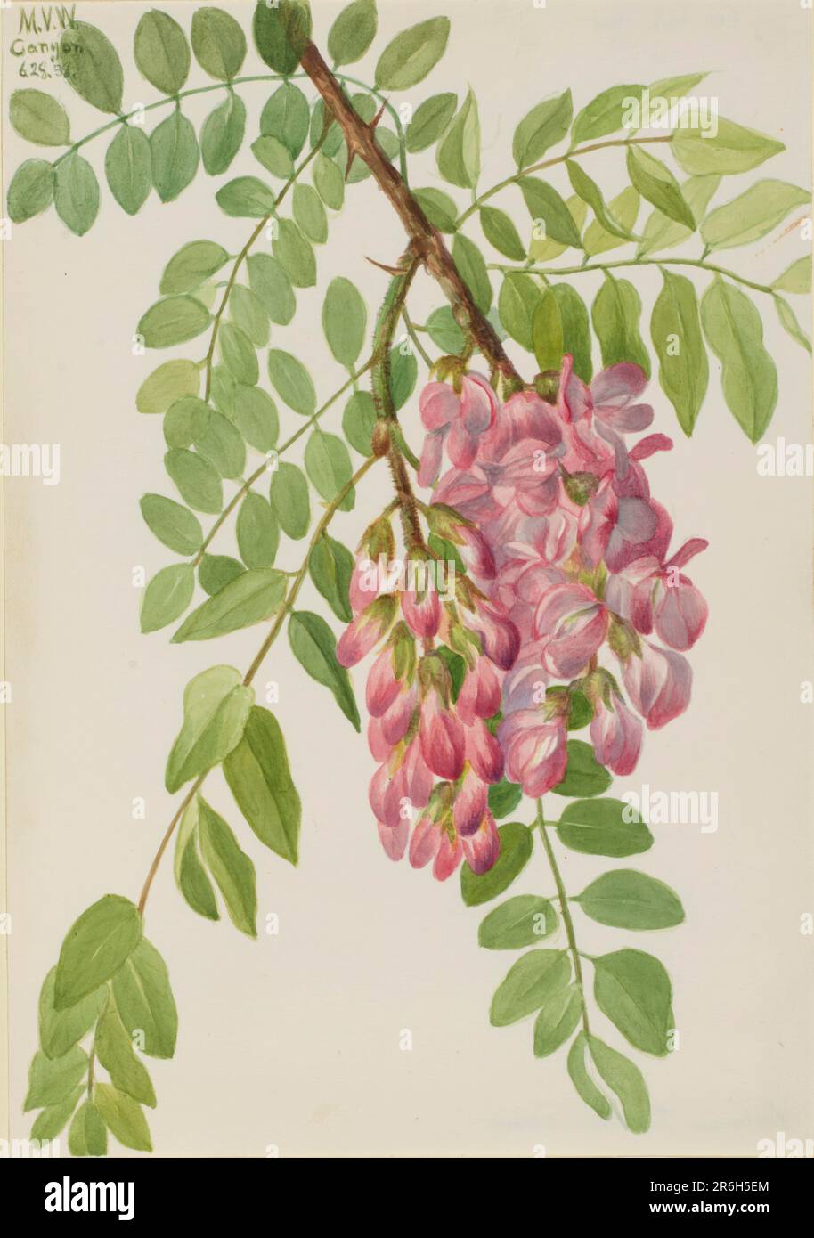 New Mexican Locust (Robinia neomexicana). Watercolor on paper. Date: 1938. Museum: Smithsonian American Art Museum. Stock Photo