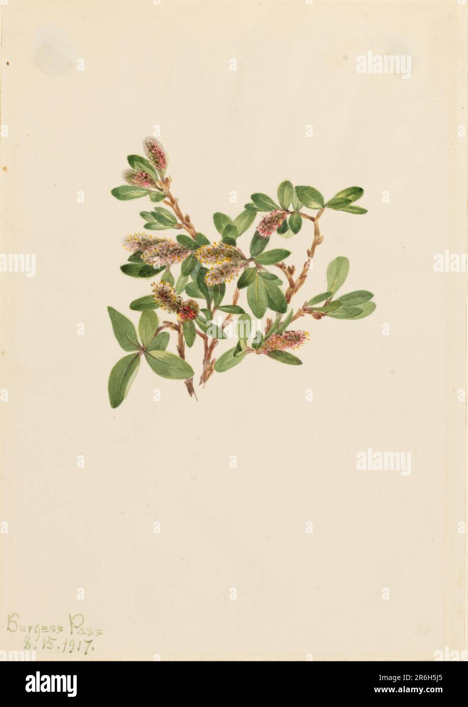 Rock Willow (Salix petrophila). Date: 1917. Watercolor on paper. Museum: Smithsonian American Art Museum. Stock Photo