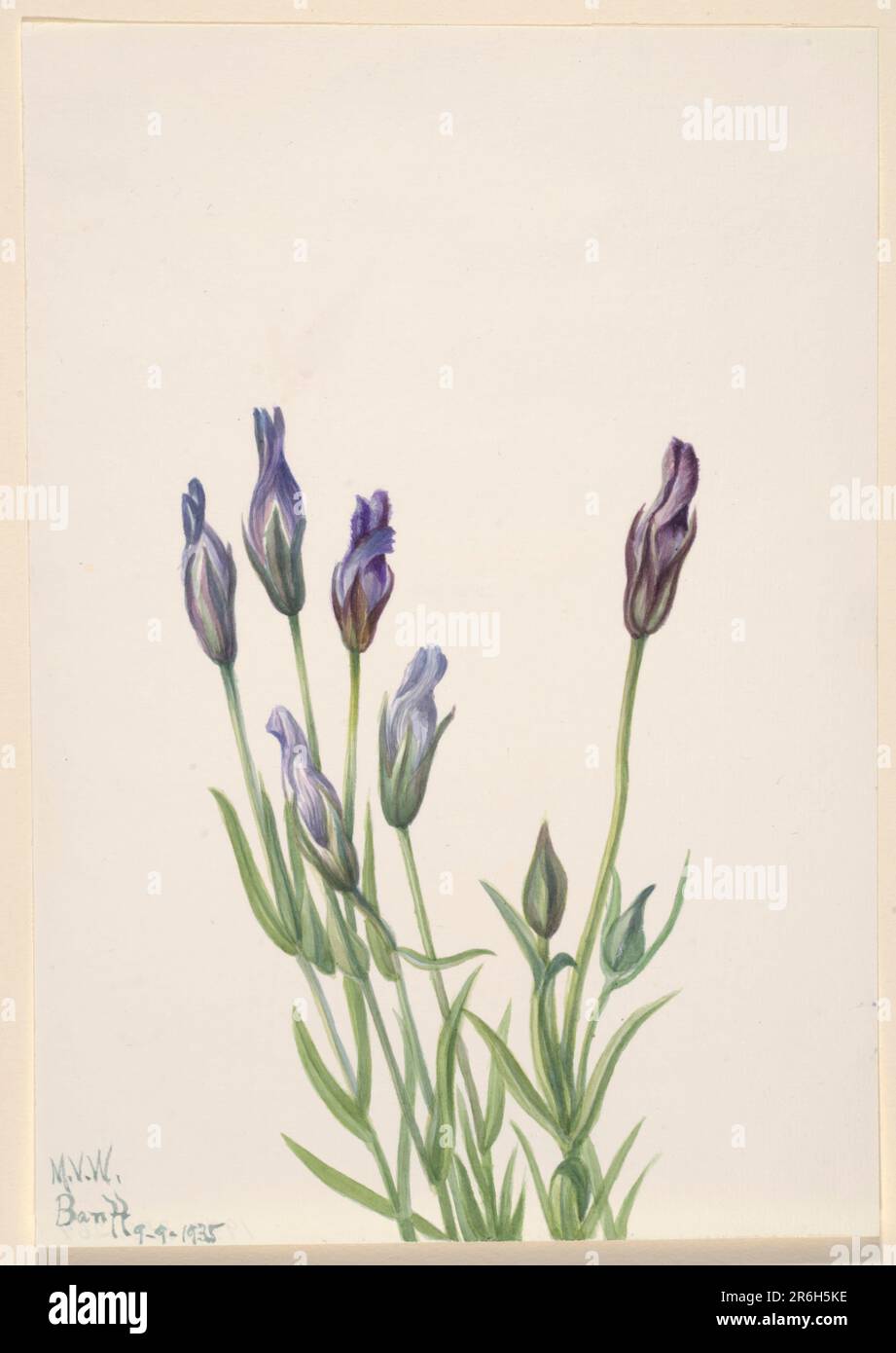 Gentian (Gentiana macounii). Watercolor on paper. Date: 1935. Museum: Smithsonian American Art Museum. Stock Photo