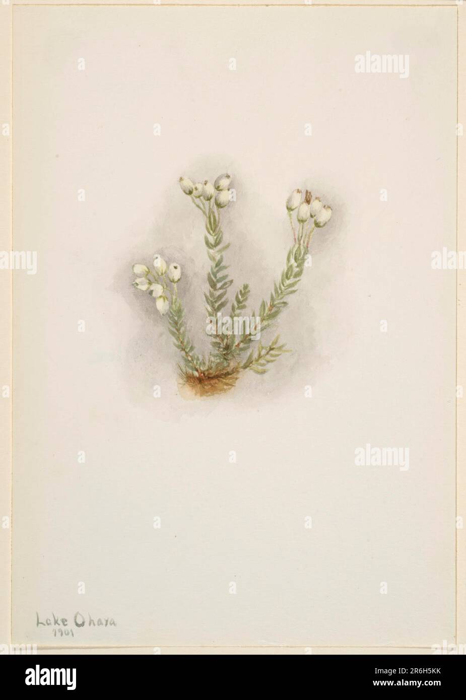 White Heather (Phyllodoce grandiflora). Date: 1901. Watercolor on paper. Museum: Smithsonian American Art Museum. Stock Photo