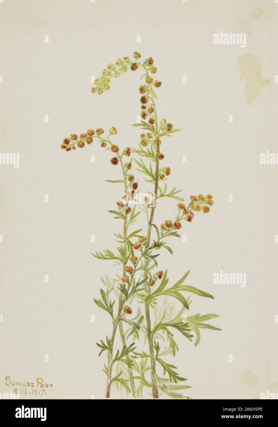 Rock Wormwood (Artemisia discolor). Date: 1917. Watercolor on paper. Museum: Smithsonian American Art Museum. Stock Photo