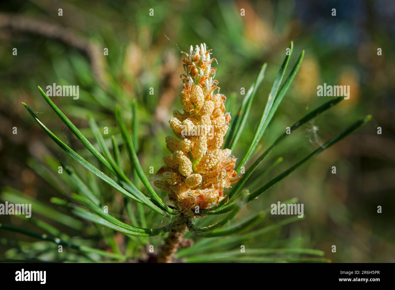 Detail of leaves and branches of Dwarf Mountain pine, Pinus mugo. Stock Photo