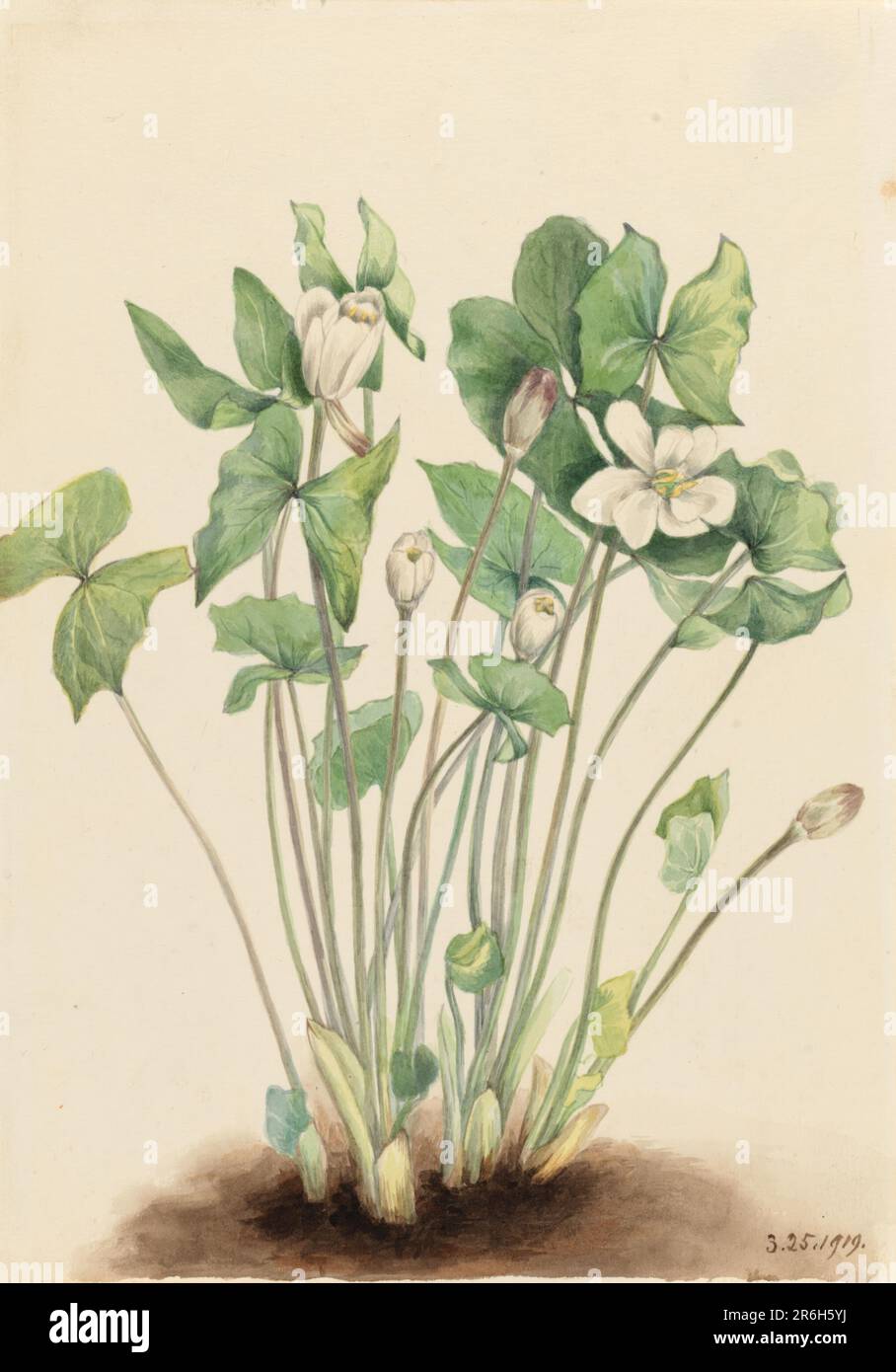 Twinleaf (Jeffersonia diphylla). Date: 1919. Watercolor on paper. Museum: Smithsonian American Art Museum. Stock Photo
