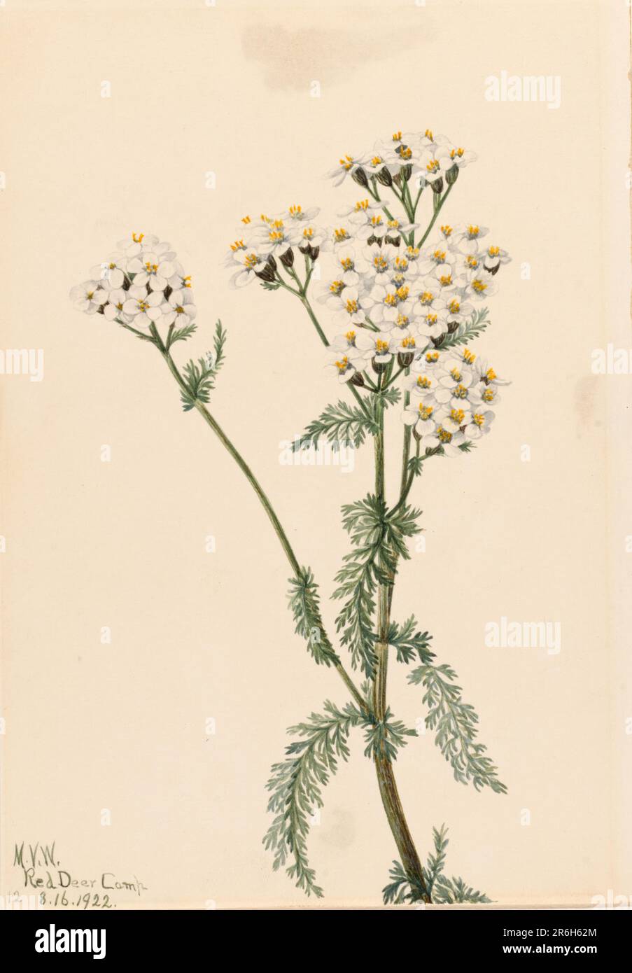 Western Yarrow (Achillea lanulosa). Date: 1922. Watercolor on paper ...
