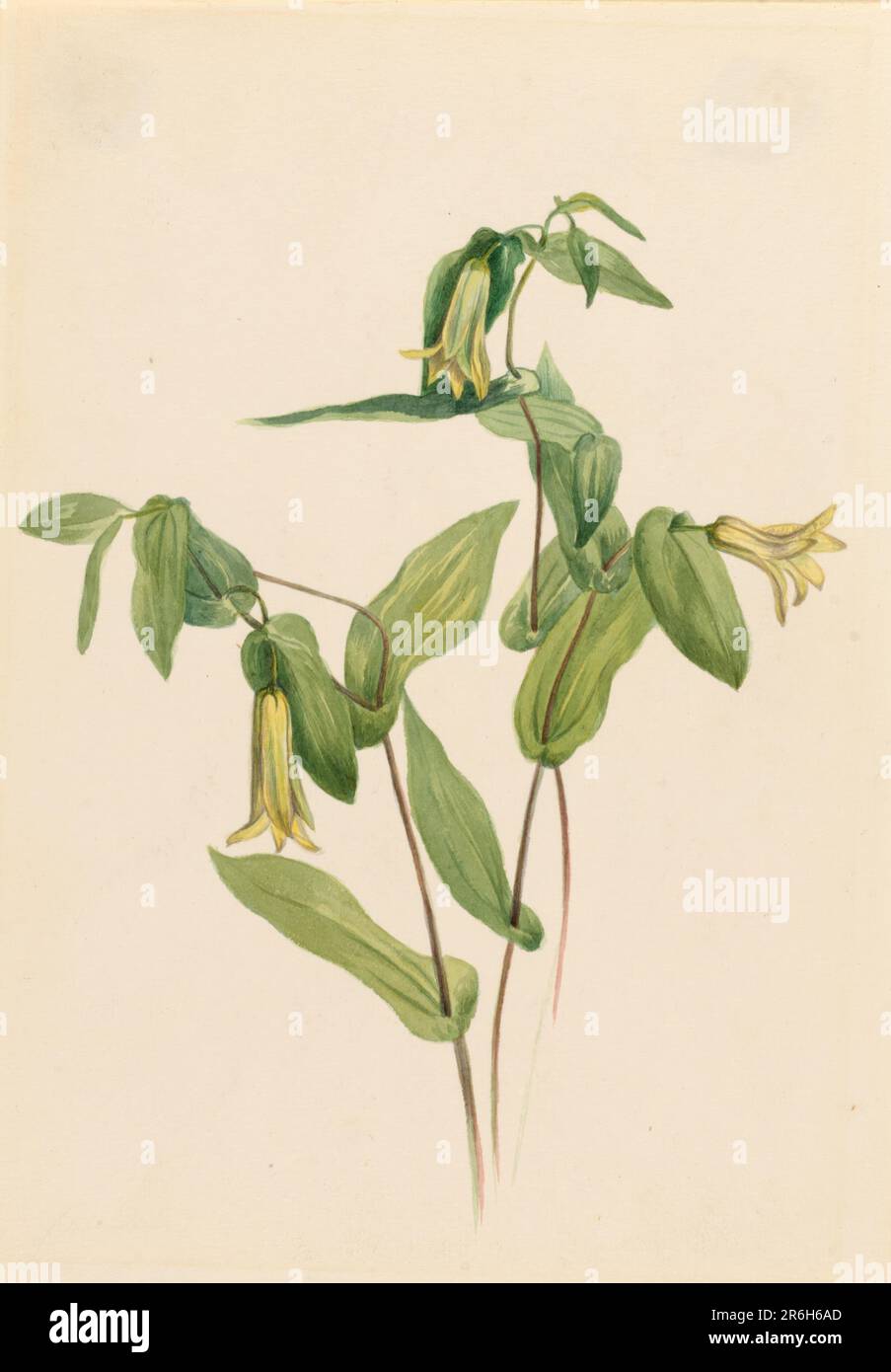 Wood Merrybells (Uvularia perfoliata). Date: n.d. Watercolor on paper. Museum: Smithsonian American Art Museum. Stock Photo