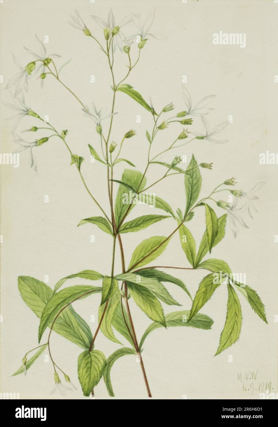 Bowmansroot (Porteranthus trifoliatus). Date: 1919. Watercolor on paper. Museum: Smithsonian American Art Museum. Stock Photo