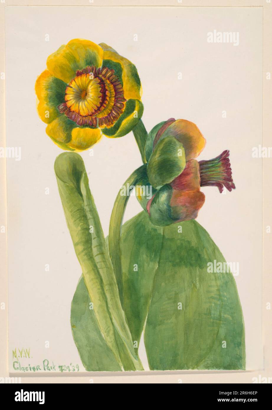 Untitled--Flower Study. Watercolor on paper. Date: 1939. Museum: Smithsonian American Art Museum. Stock Photo