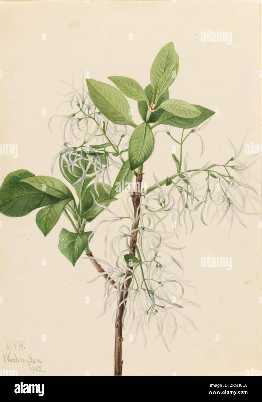 Fringe Tree (Chionanthus virginica). Date: 1922. Watercolor on paper. Museum: Smithsonian American Art Museum. Stock Photo