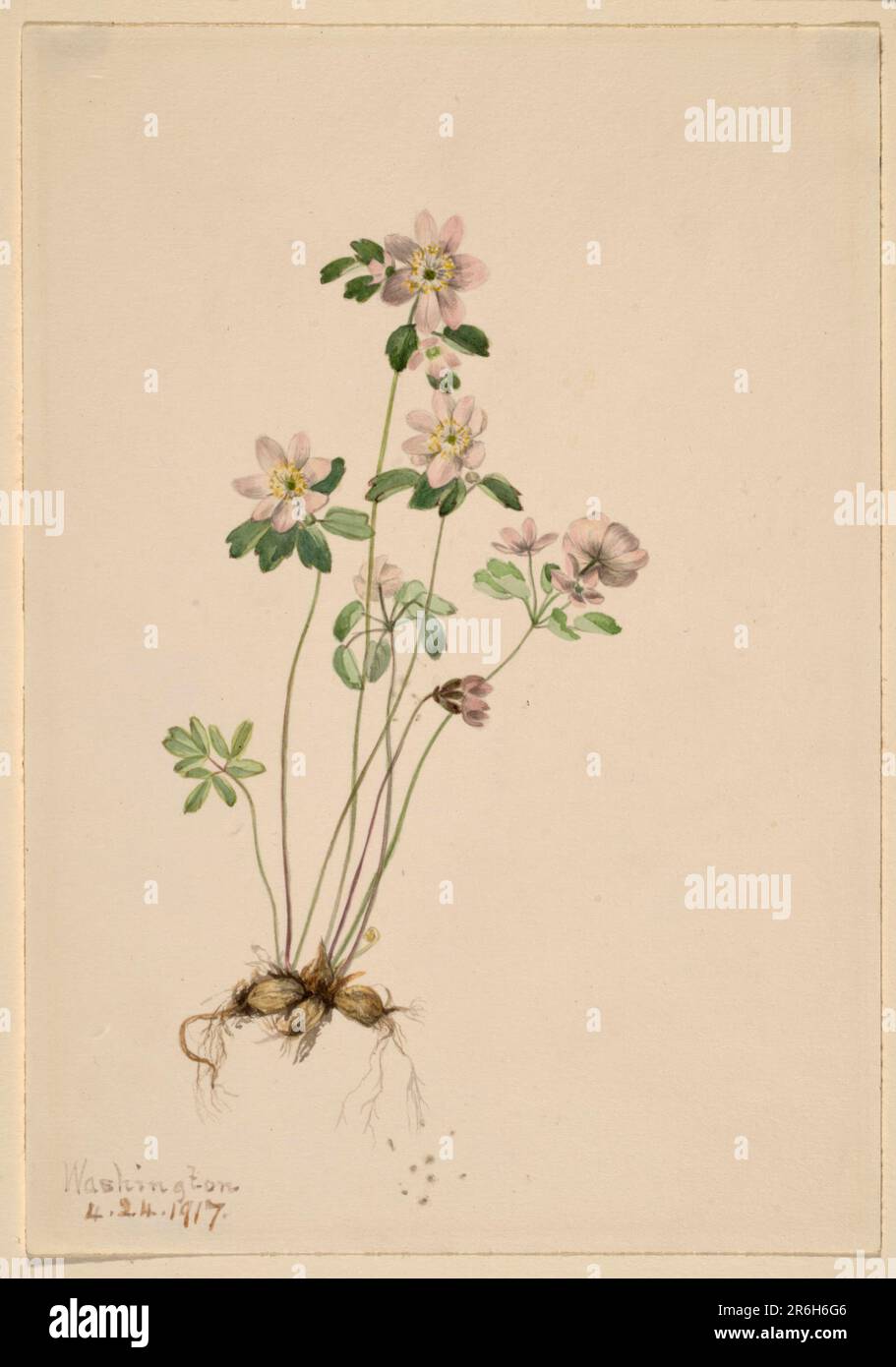 Anemonella (Syndesmon thalictroides). Date: 1917. Watercolor on paper. Museum: Smithsonian American Art Museum. Stock Photo