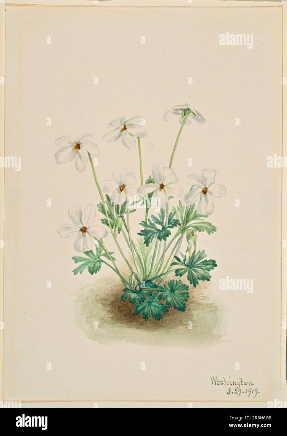 Pansy Violet (Viola pedata). Date: 1919. Watercolor on paper. Museum: Smithsonian American Art Museum. Stock Photo