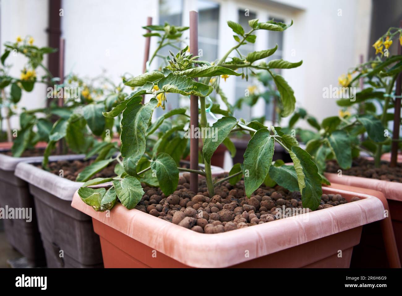 Young blooming tomato plant growing n the backyard in spring Stock Photo