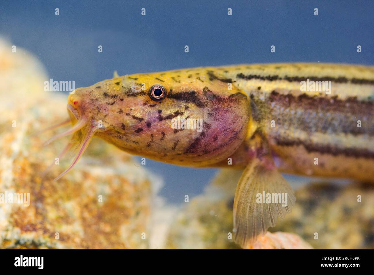 The weatherfish (Misgurnus fossilis) in natural underwater habitat - head detail Stock Photo