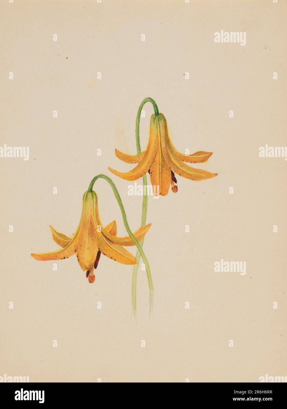 (Untitled--Flower Study). Watercolor on paper. Date: ca. 1876-1878. Museum: Smithsonian American Art Museum. Stock Photo
