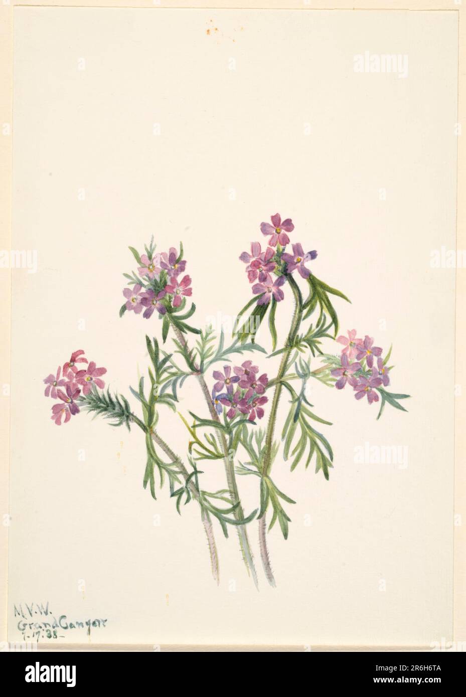Vervain (Verbena wrightii). Watercolor on paper. Date: 1938. Museum: Smithsonian American Art Museum. Stock Photo
