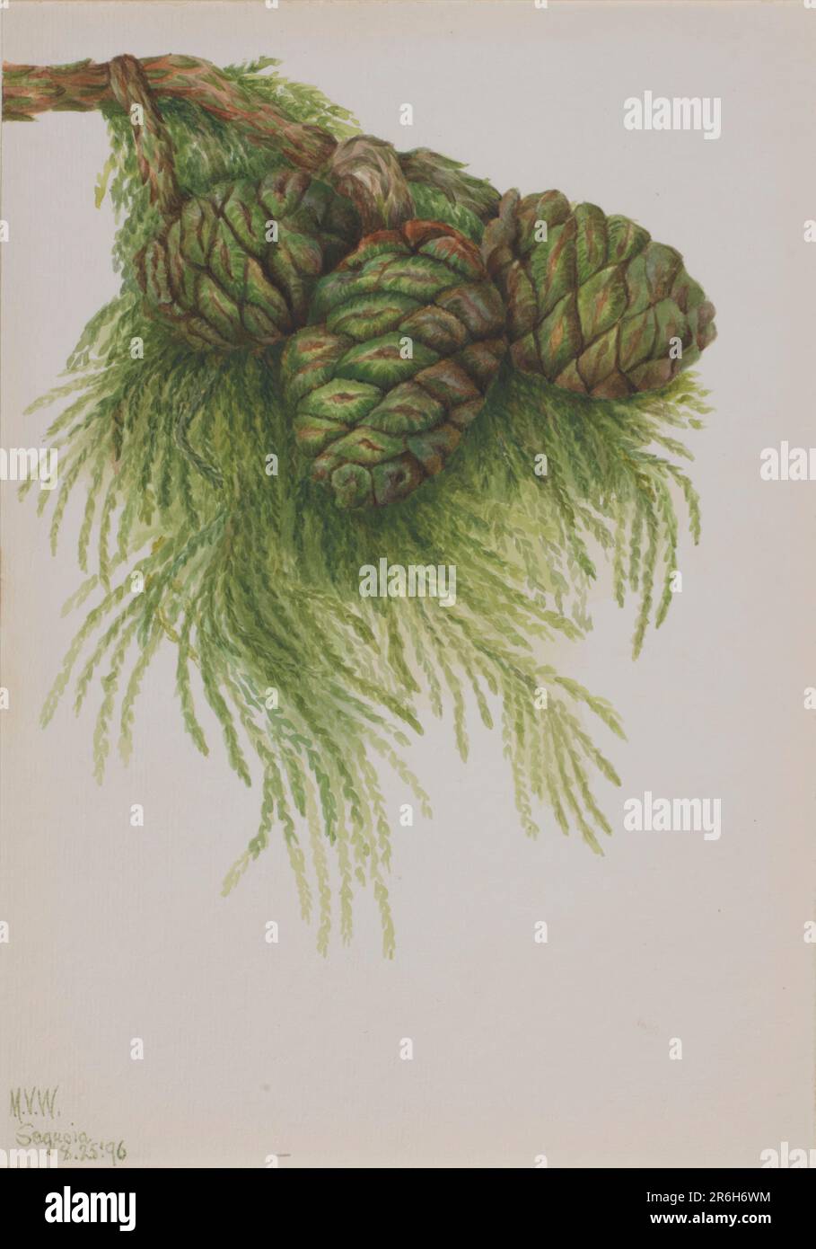 Sequoia (Sequoia gigantea). Date: 1896. Watercolor on paper. Museum: Smithsonian American Art Museum. Stock Photo