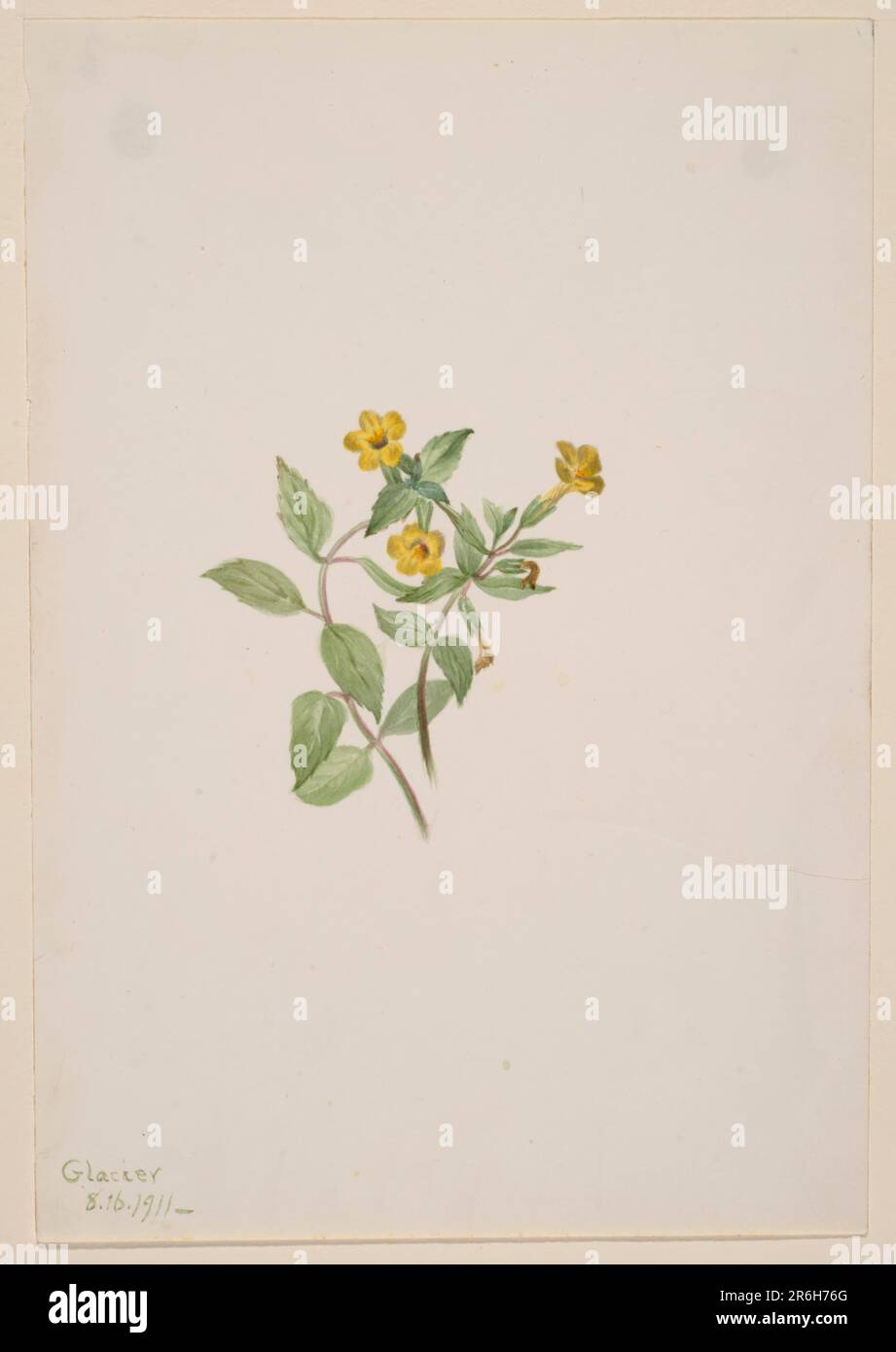Musk-Flower (Mimulus moschatus). Date: 1911. Watercolor on paper. Museum: Smithsonian American Art Museum. Stock Photo