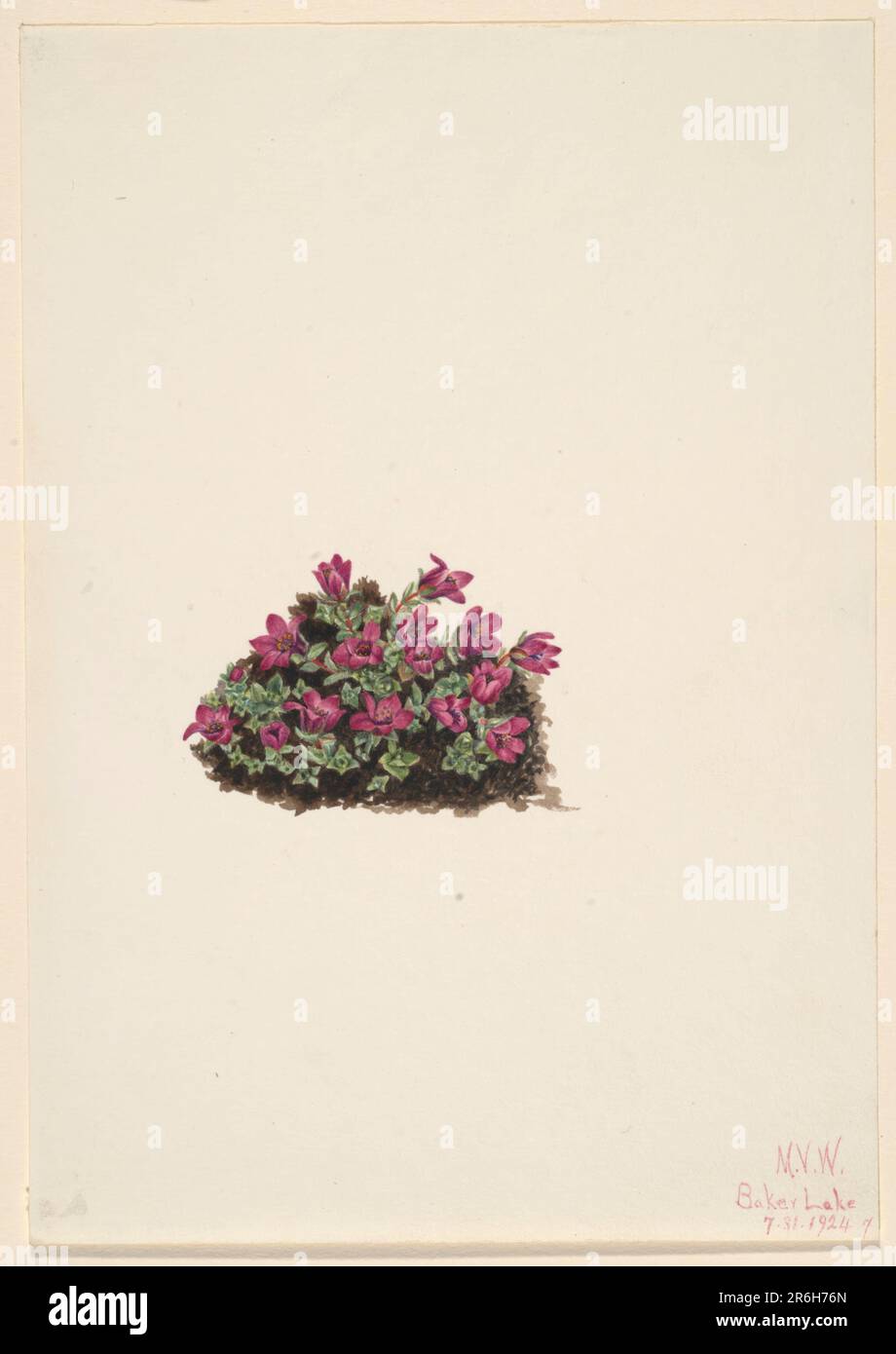 Purple Saxifrage (Saxifraga oppositifolia). Date: 1924. Watercolor on paper. Museum: Smithsonian American Art Museum. Stock Photo