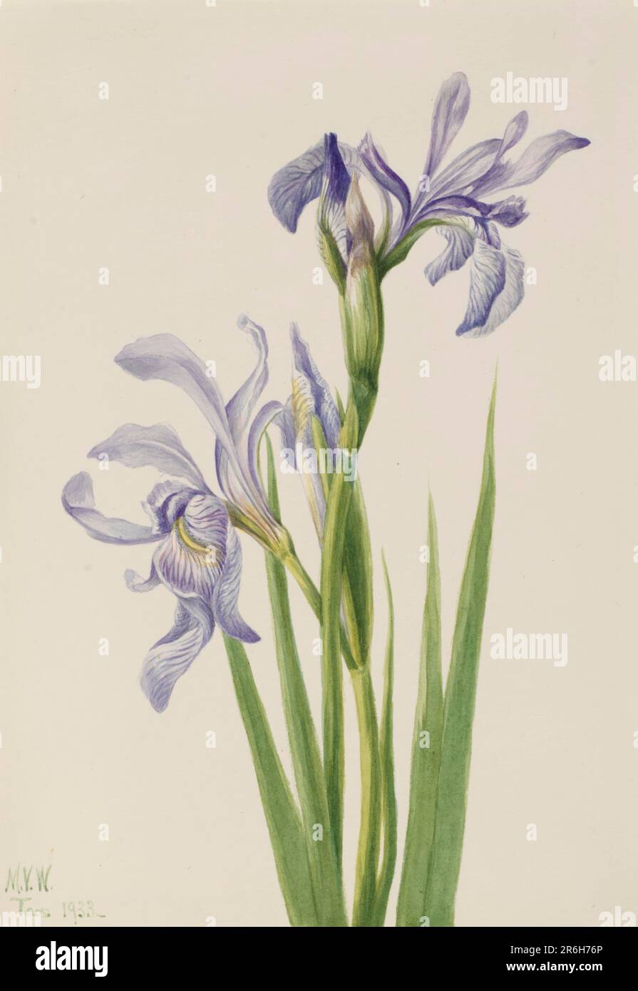 Western Blue Flag (Iris missouriensis). Date: 1933. Watercolor on paper