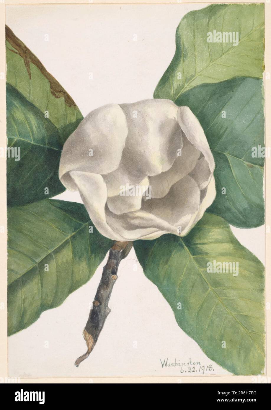 Southern Magnolia (Magnolia grandiflora). Date: 1918. Watercolor on paper. Museum: Smithsonian American Art Museum. Stock Photo