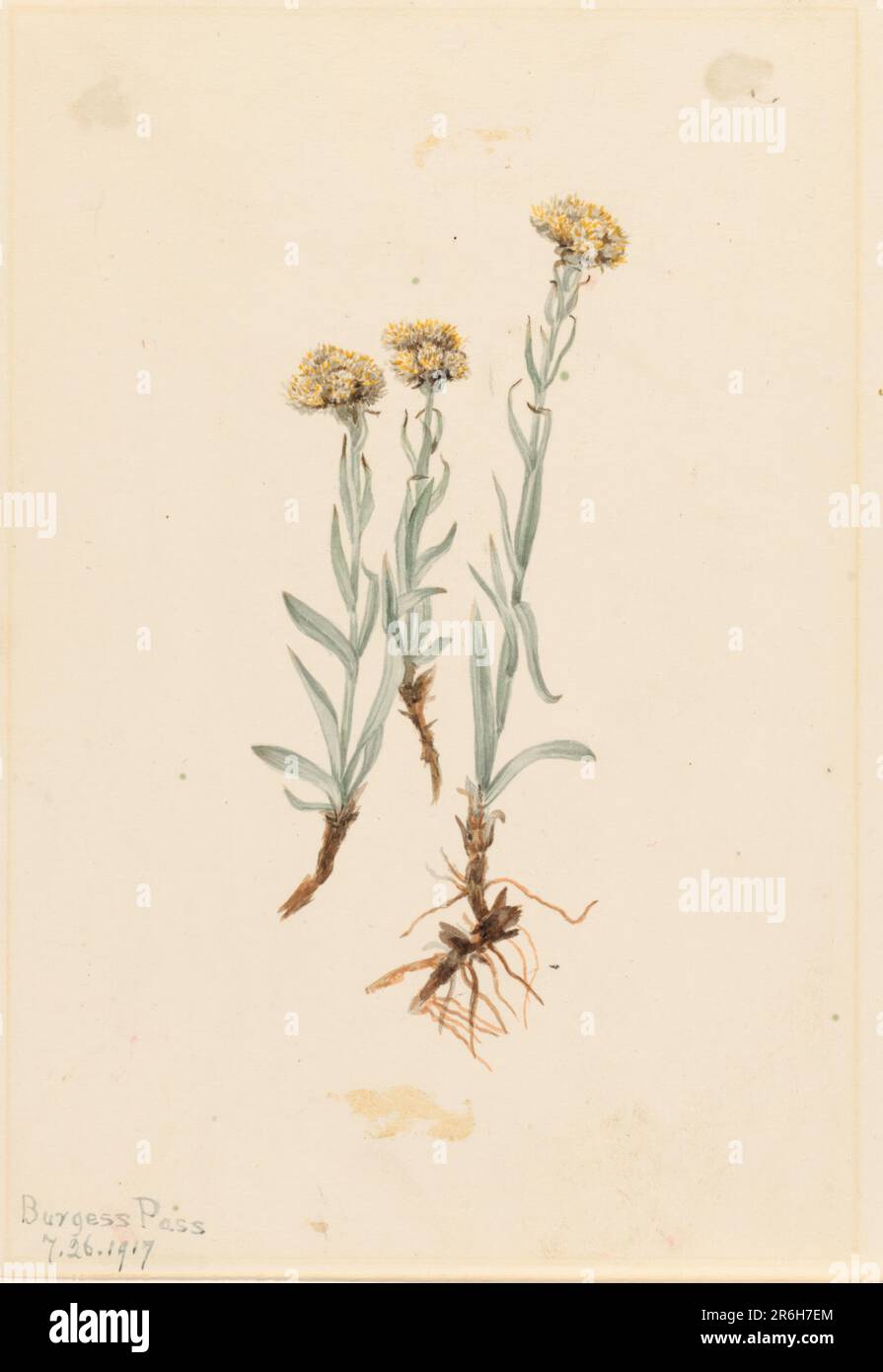 Buff Pussytoes (Antennaria luzuloides). Date: 1917. Watercolor on paper ...