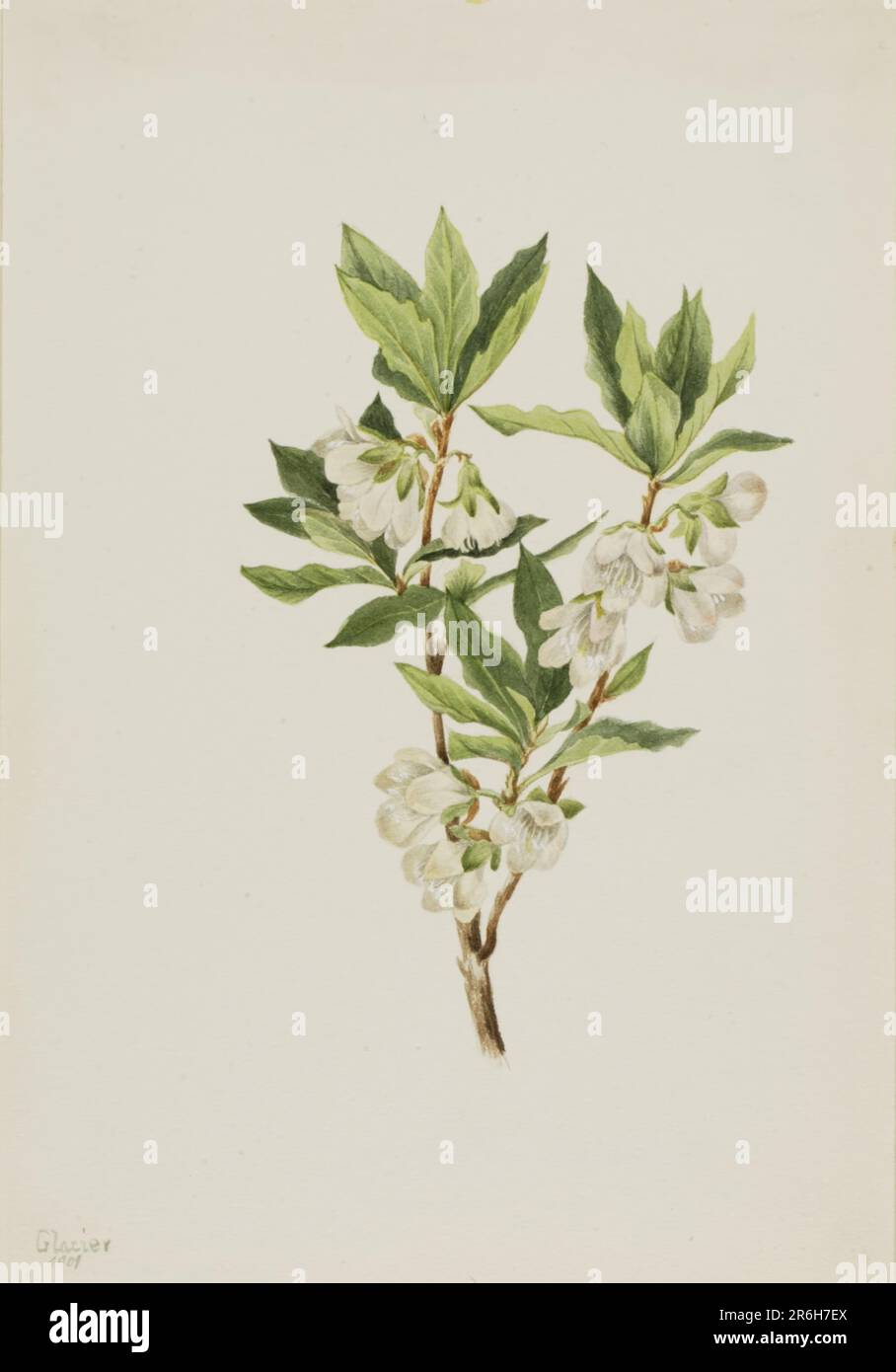 Rocky Mountain Rhododendron (Rhododendron albiflorum). Date: 1901. Watercolor on paper. Museum: Smithsonian American Art Museum. Stock Photo